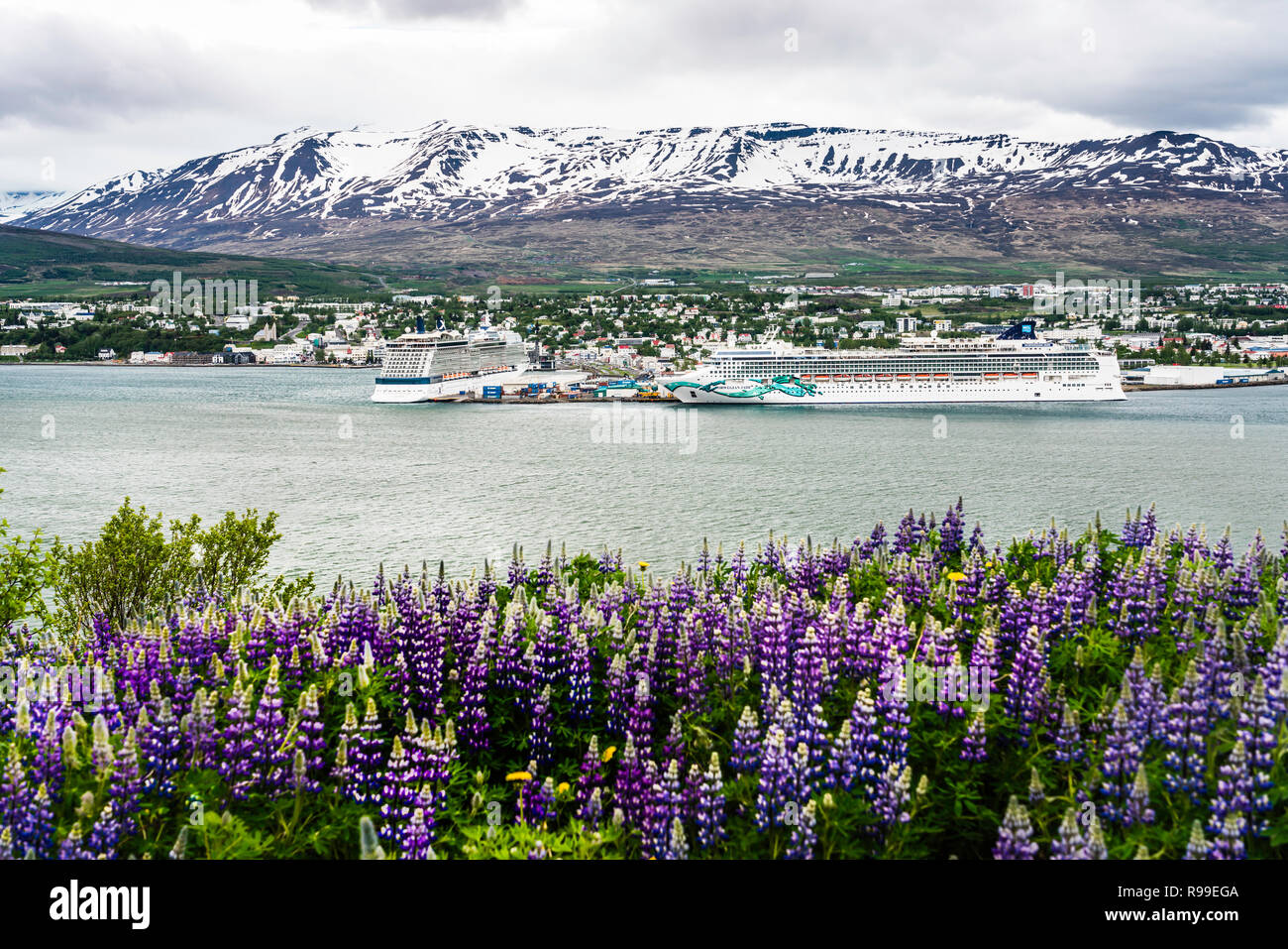Una vista di navi da crociera nel porto con fiori selvaggi vicino a Akureyri, Islanda, l'Europa. Foto Stock