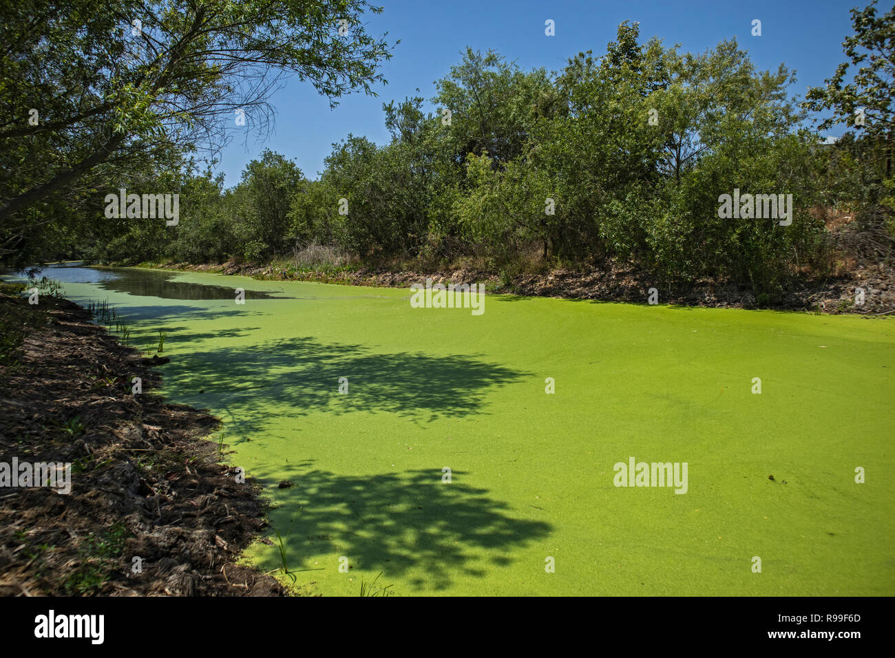 Fioritura di alghe nel canale di inondazione accanto alla spiaggia di silicio nelle zone umide Ballona, Playa Vista, California, Stati Uniti d'America Foto Stock