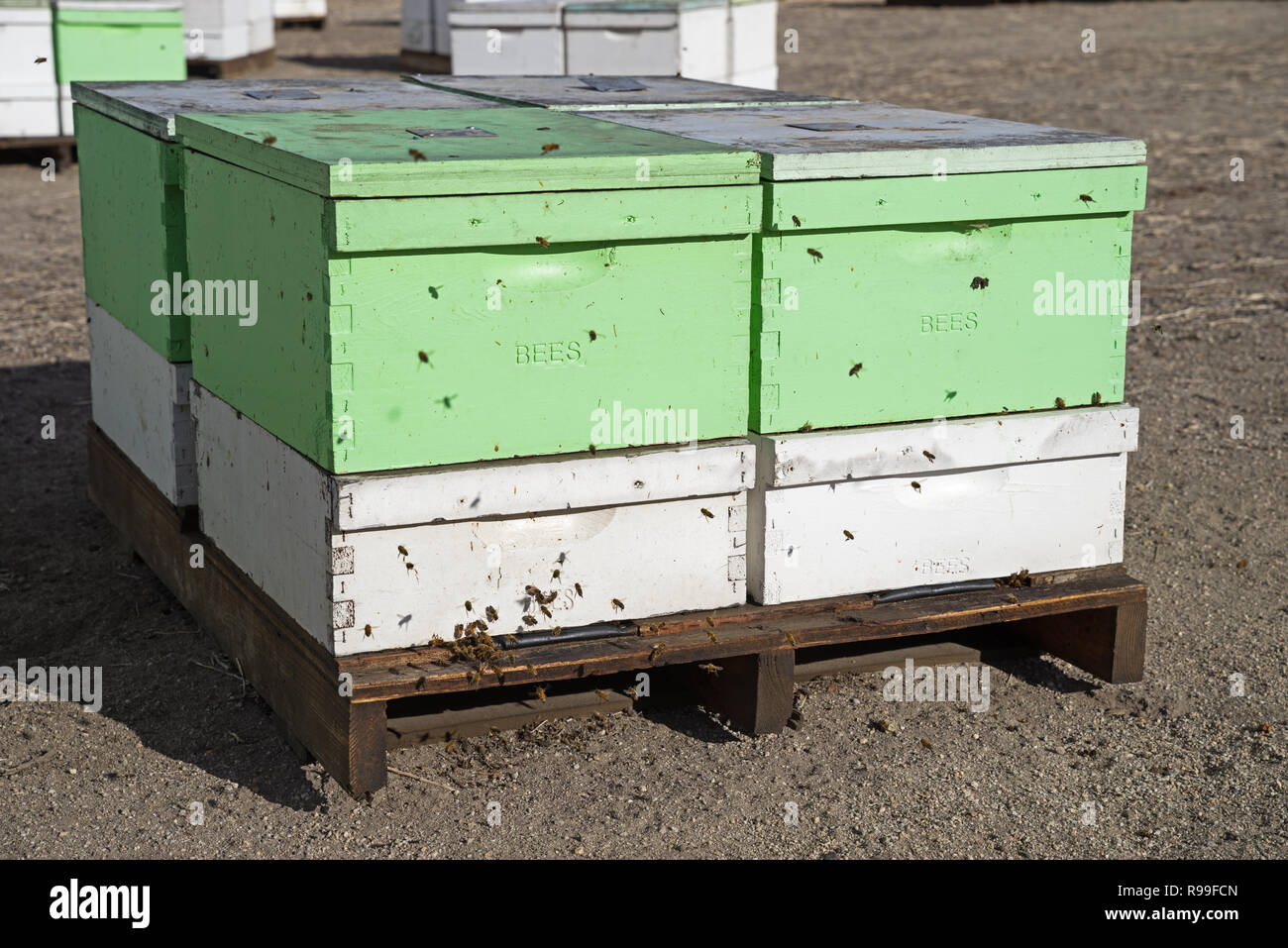 Alveari su un pallet con api battenti in entrata e in uscita Foto Stock