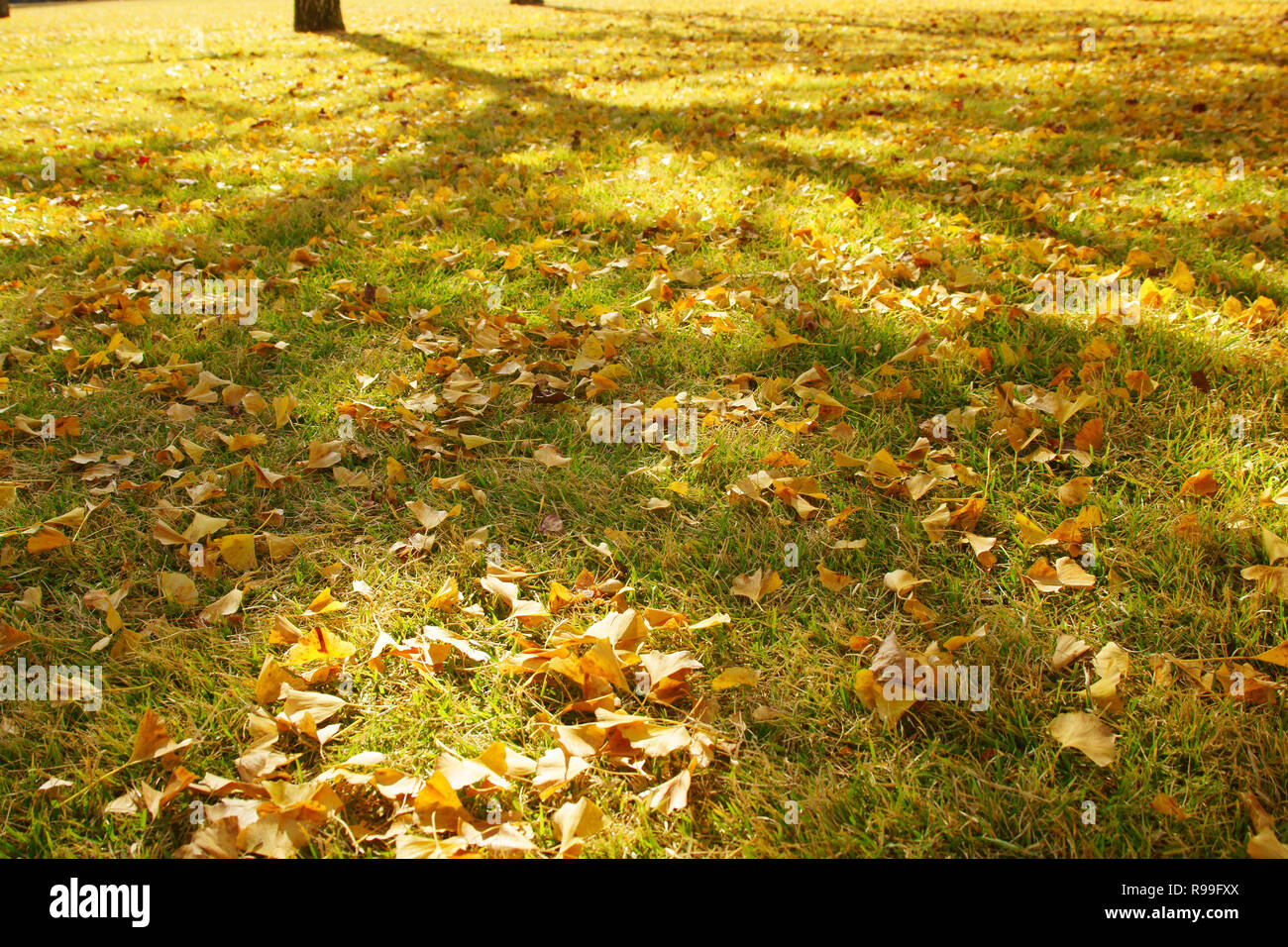 Caduta foglie di Ginkgo Biloba Foto Stock