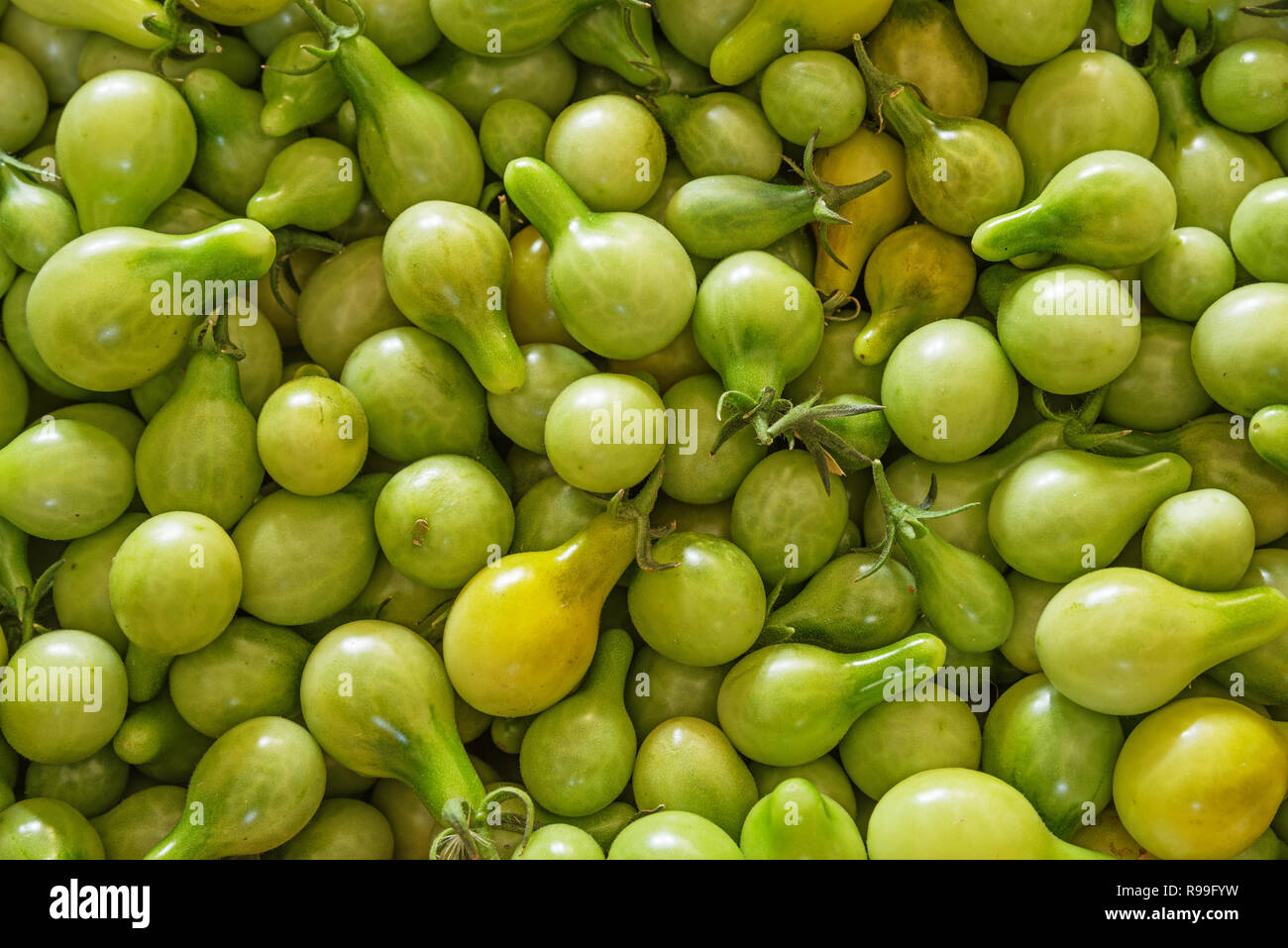 Verde pomodori ciliegia prelevati da un giardino prima di un gelo Foto Stock