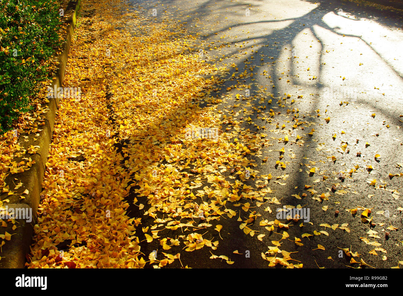 Caduta foglie di Ginkgo Biloba Foto Stock