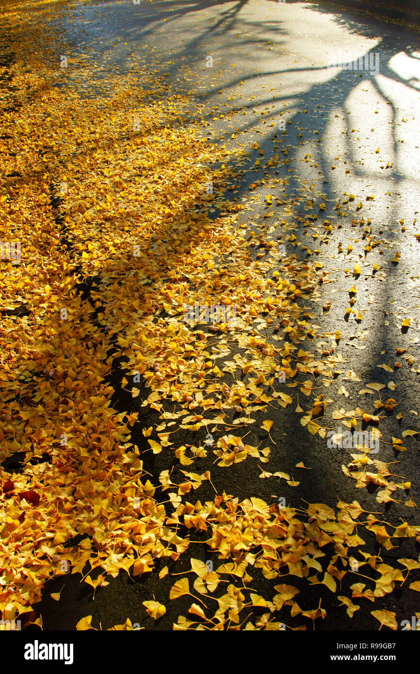 Caduta foglie di Ginkgo Biloba Foto Stock