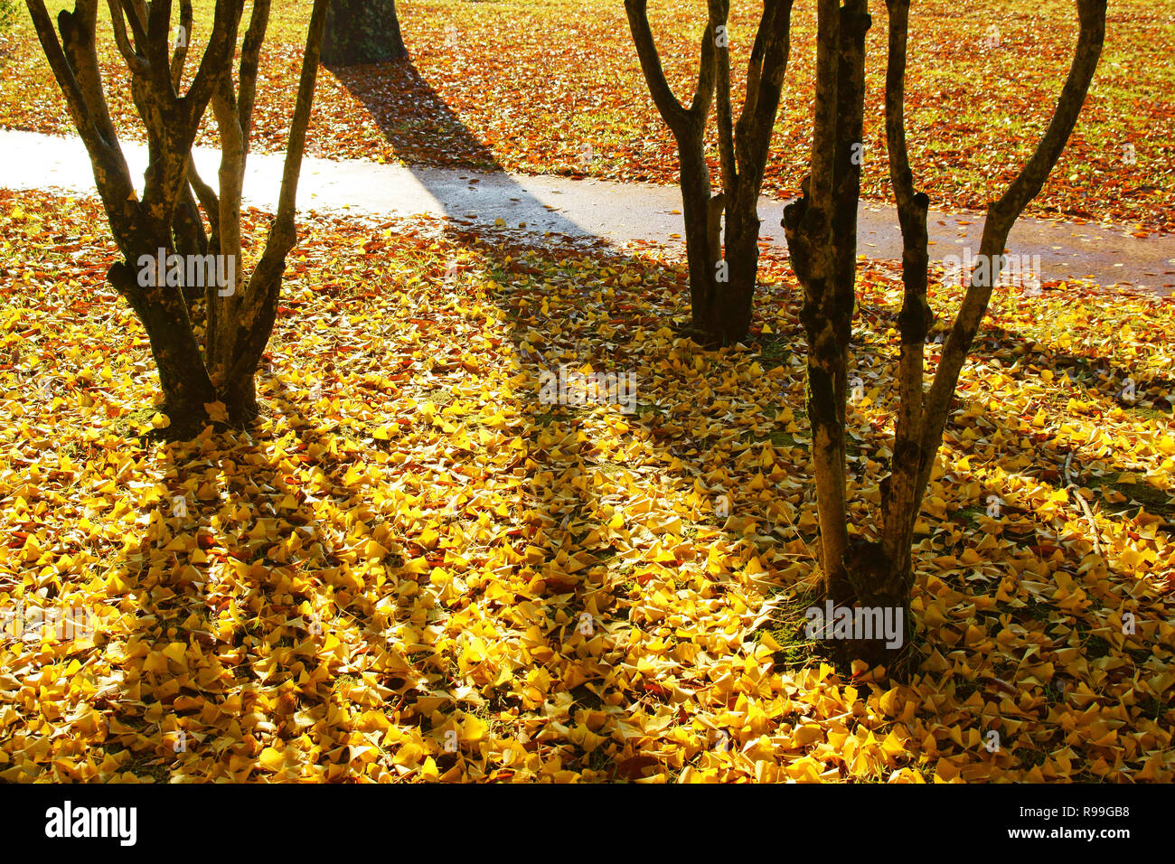 Caduta foglie di Ginkgo Biloba Foto Stock