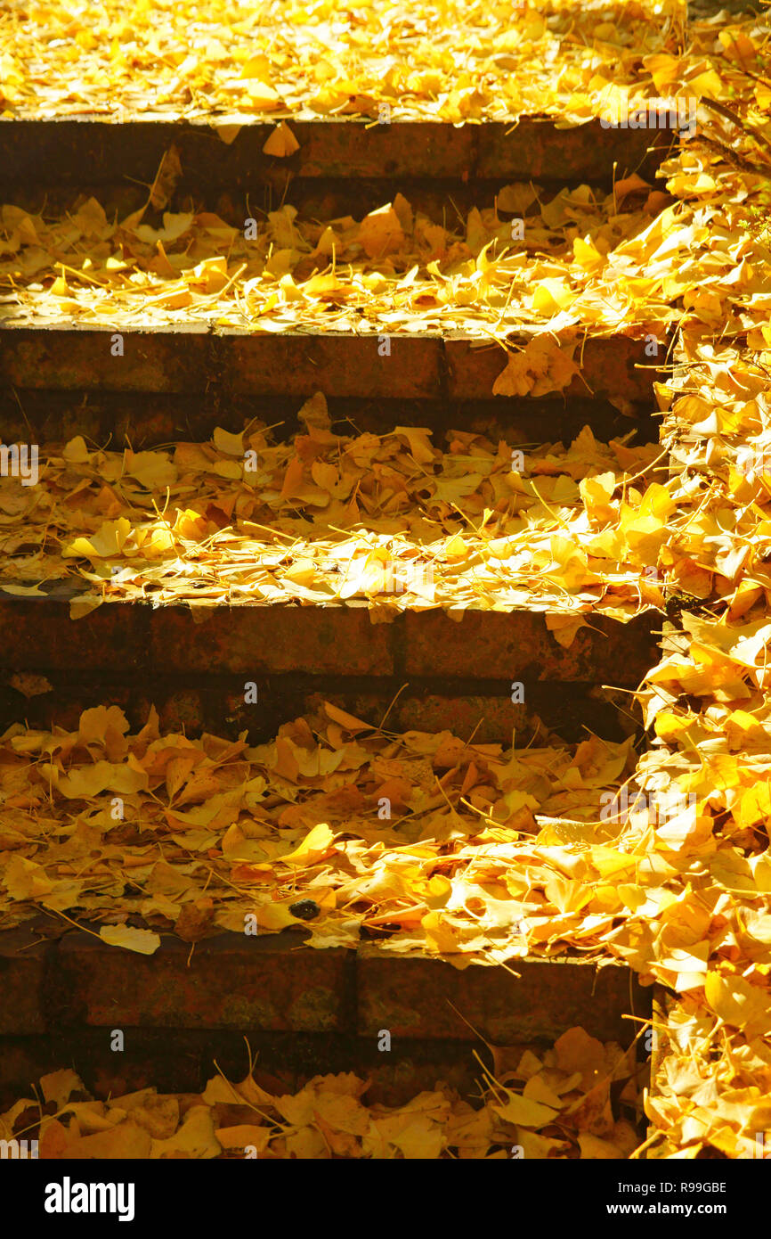Caduta foglie di Ginkgo Biloba Foto Stock