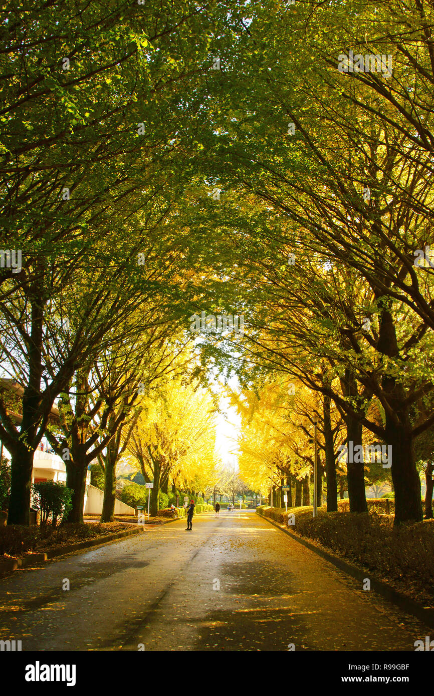 Tunnel di Ginkgo Biloba Foto Stock