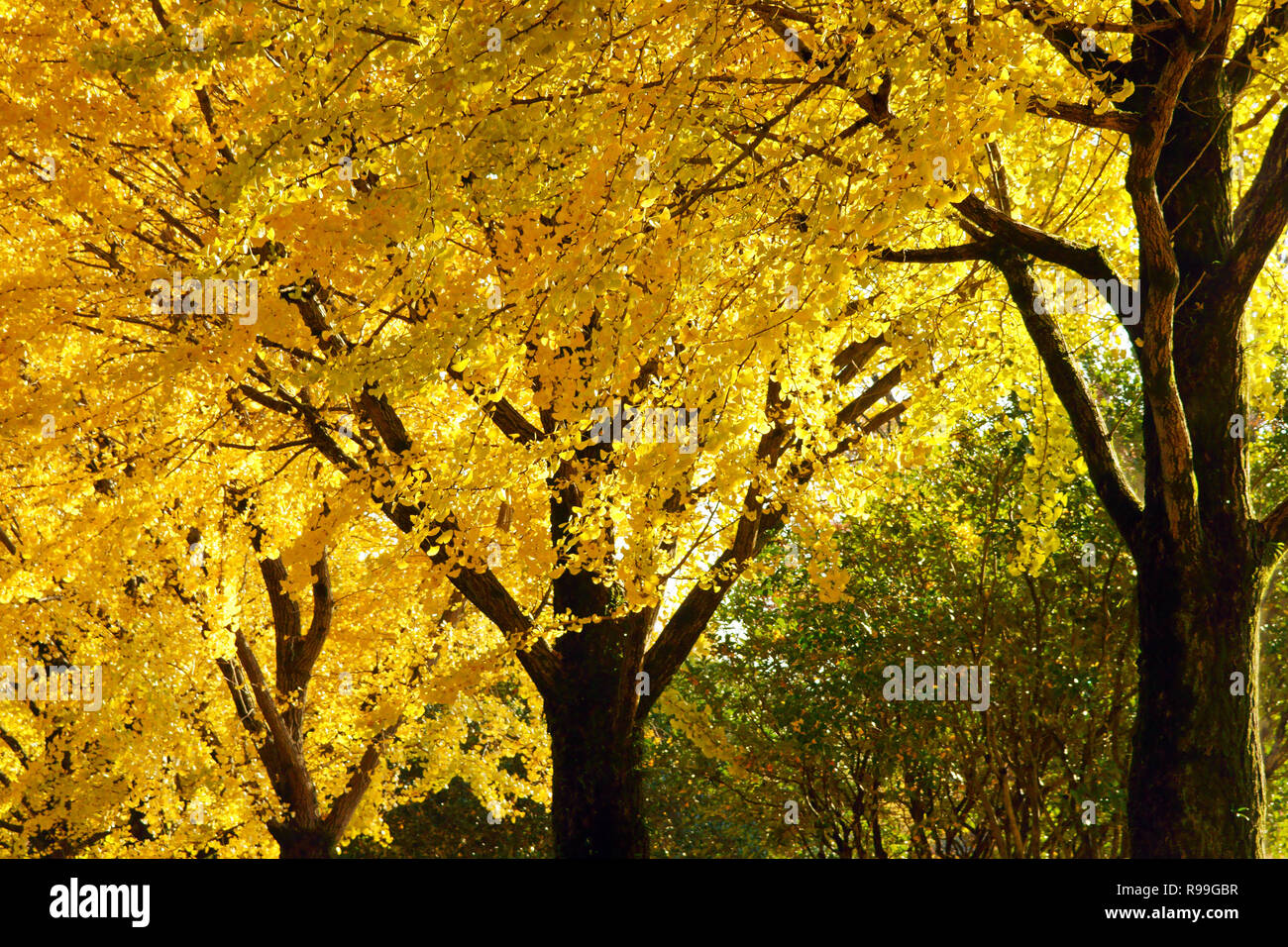 Il giallo delle foglie di Ginkgo Biloba Foto Stock