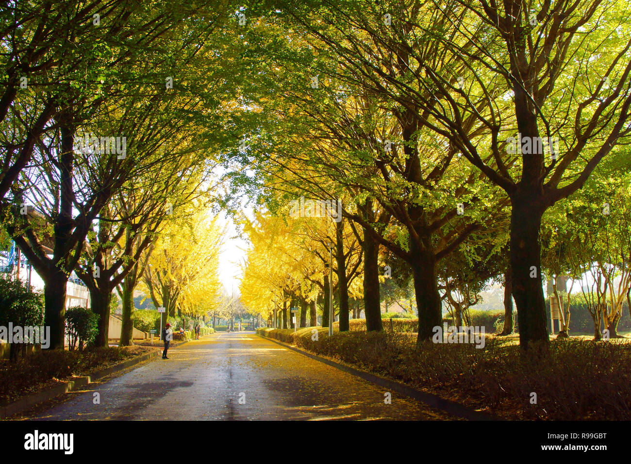 Tunnel di Ginkgo Biloba Foto Stock
