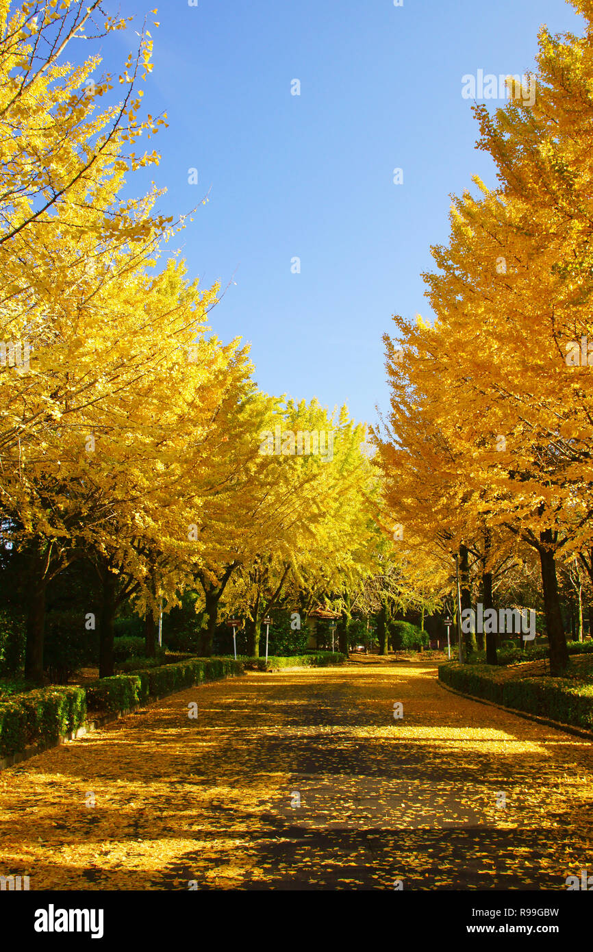 Il giallo delle foglie di Ginkgo Biloba Foto Stock