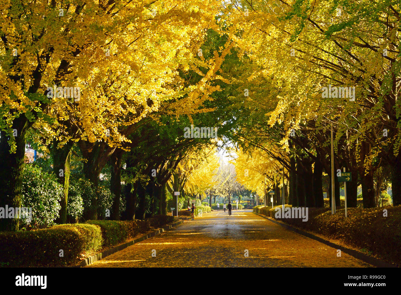 Tunnel di Ginkgo Biloba Foto Stock