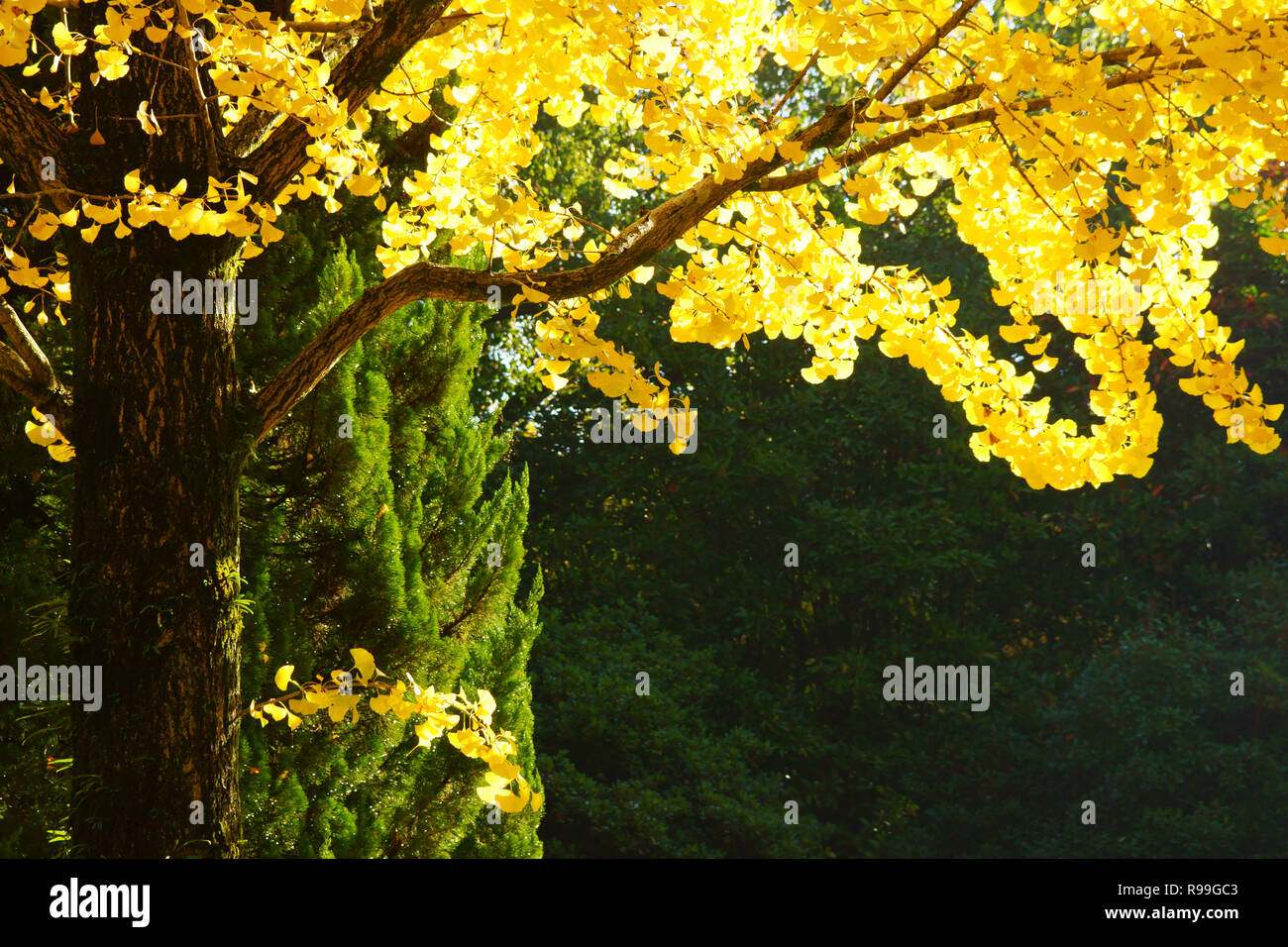 Il giallo delle foglie di Ginkgo Biloba Foto Stock