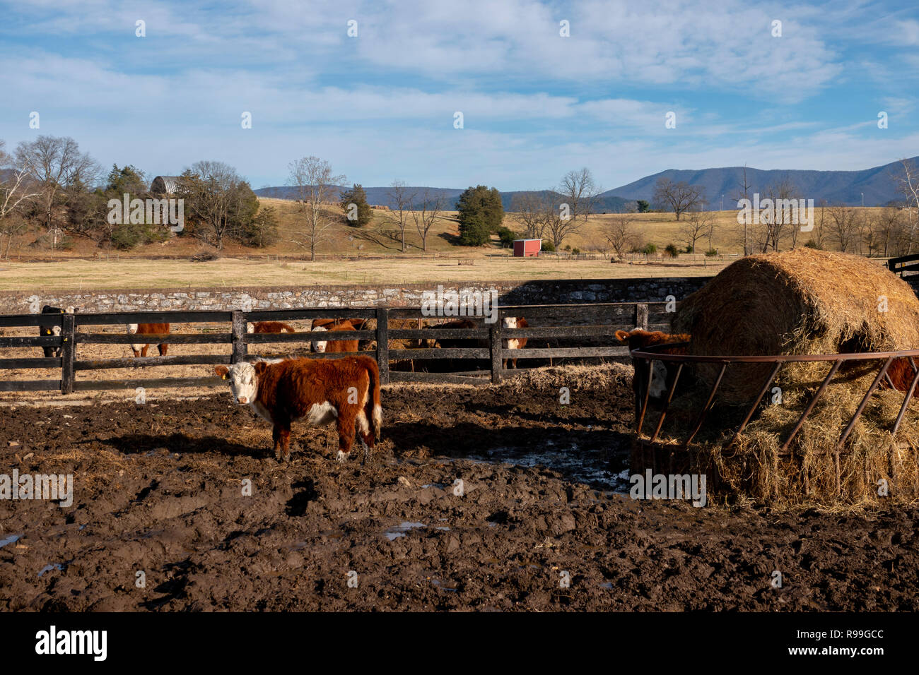 Stati Uniti Virginia Luray Fiume Shenandoah Valley in inverno mucca podere alimentando il fieno Foto Stock