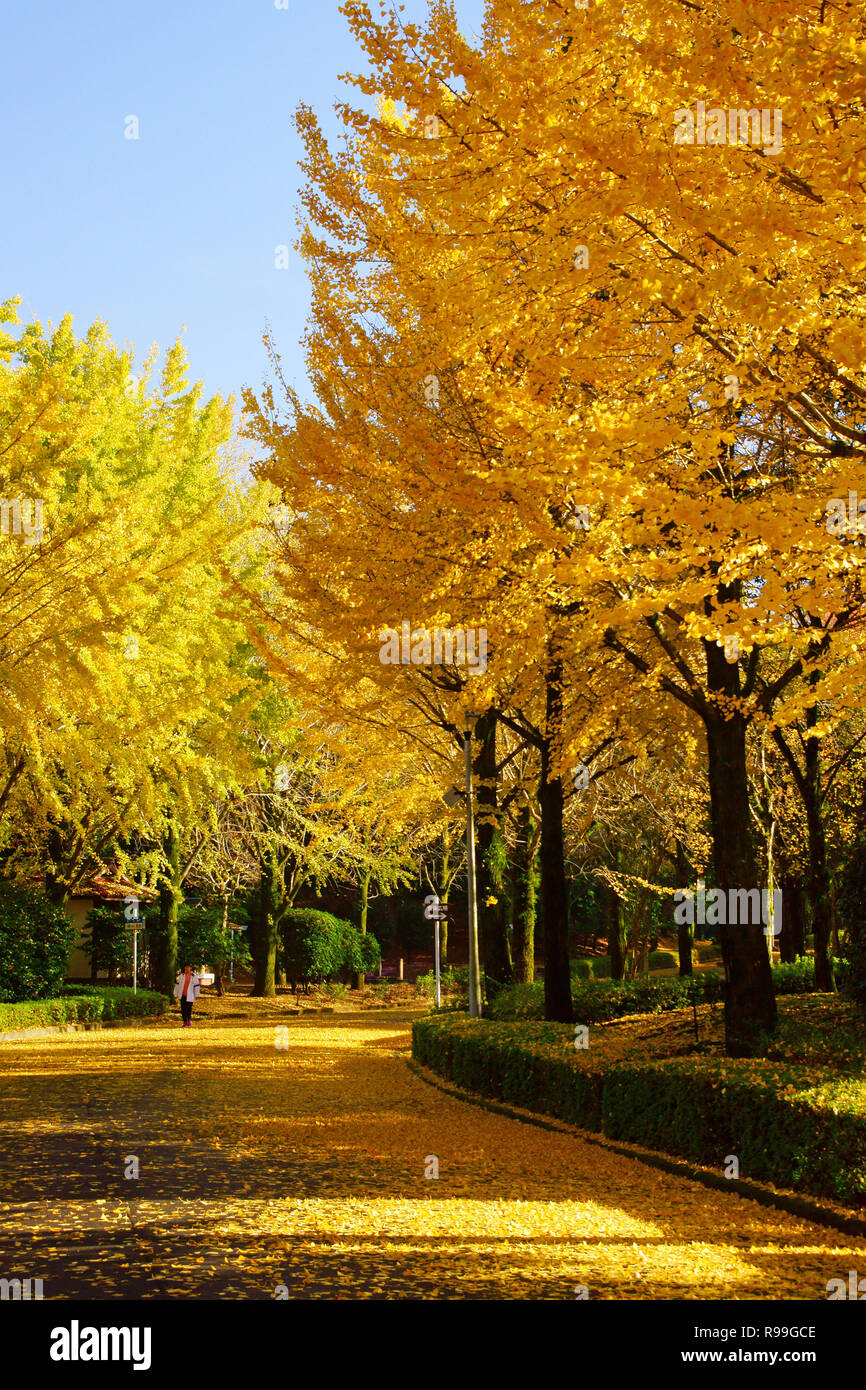 Il giallo delle foglie di Ginkgo Biloba Foto Stock