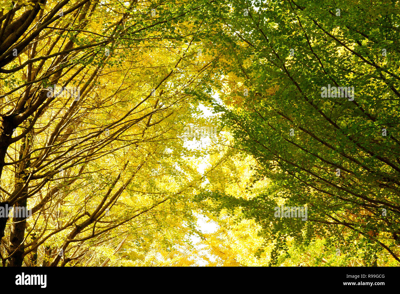 Il giallo delle foglie di Ginkgo Biloba Foto Stock