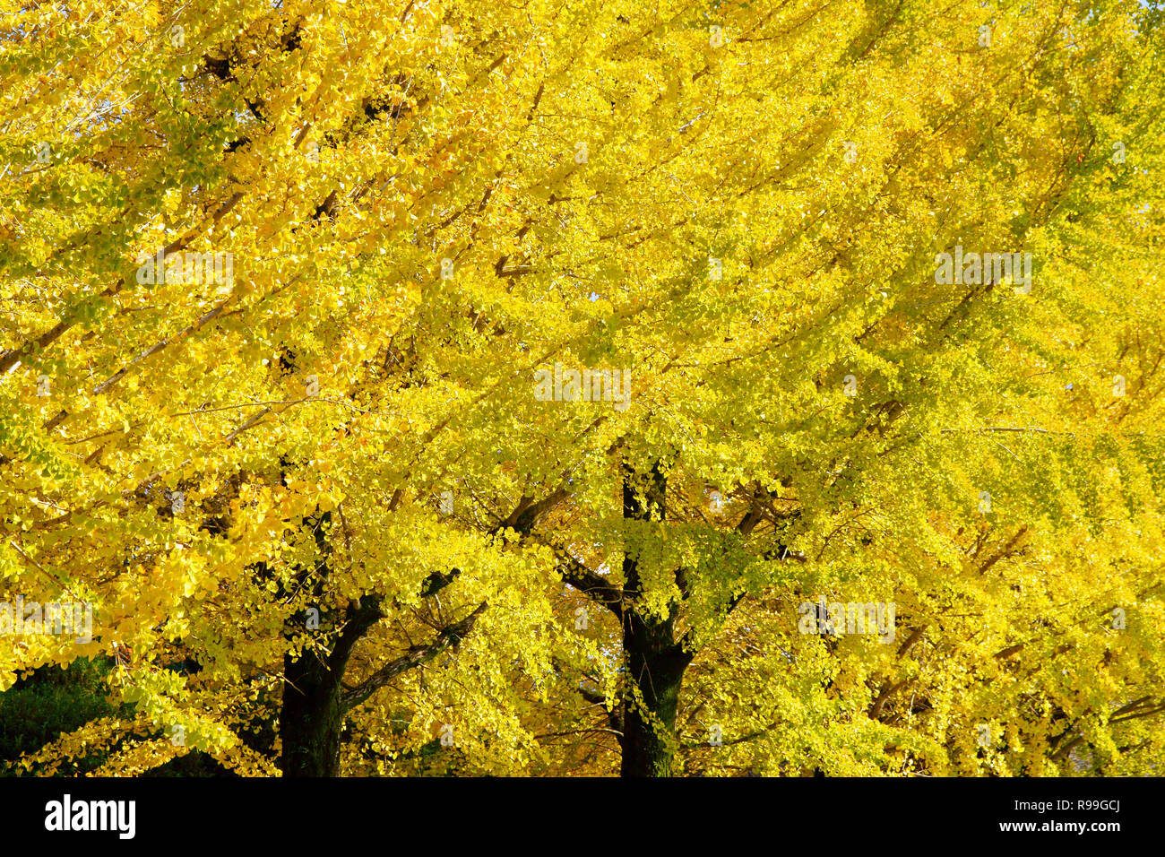 Il giallo delle foglie di Ginkgo Biloba Foto Stock