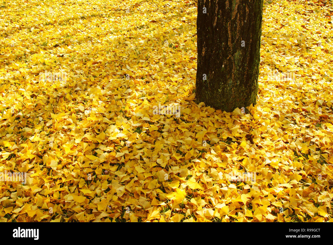 Il giallo delle foglie di Ginkgo Biloba Foto Stock