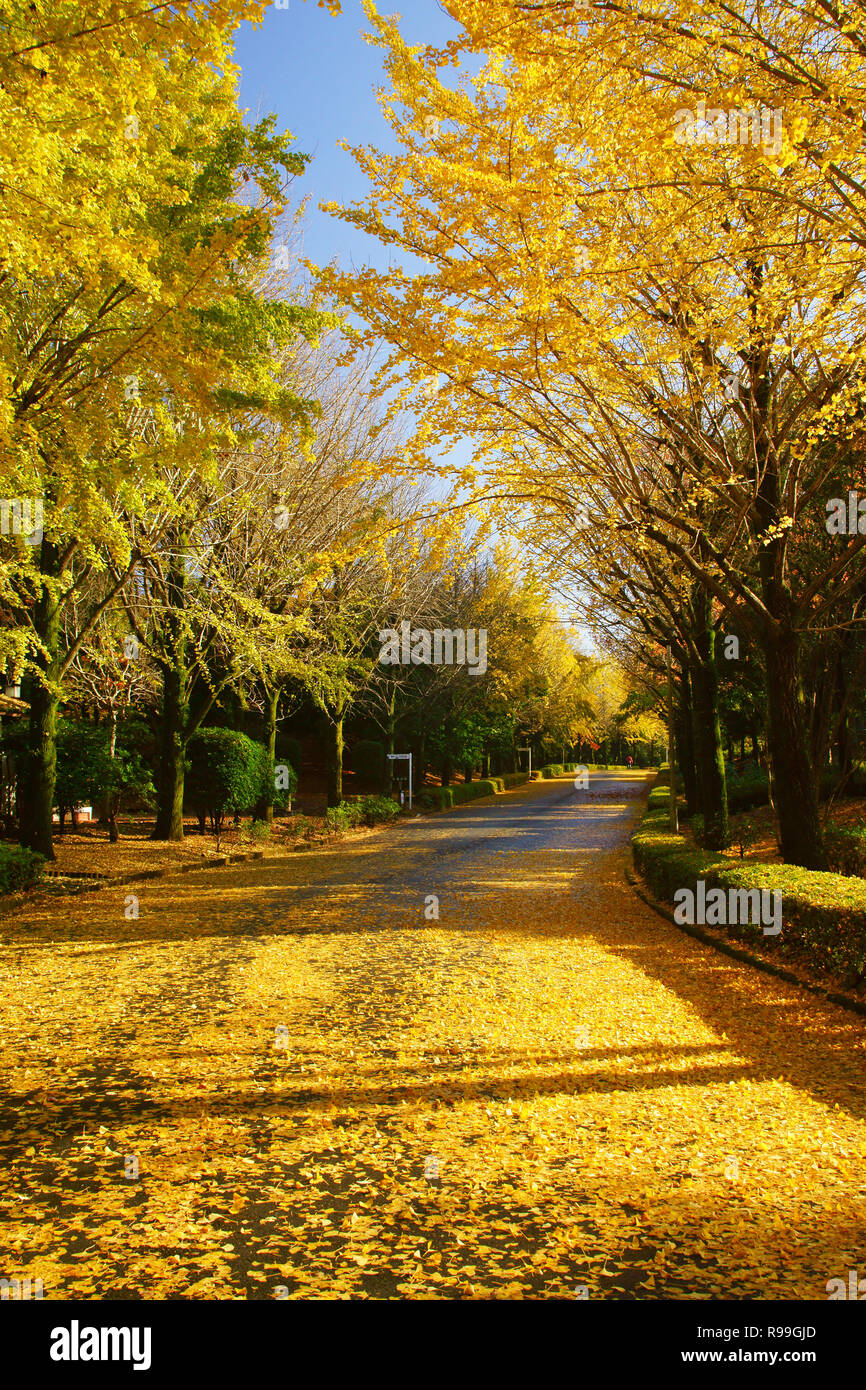 Viale alberato di Ginkgo Biloba Foto Stock