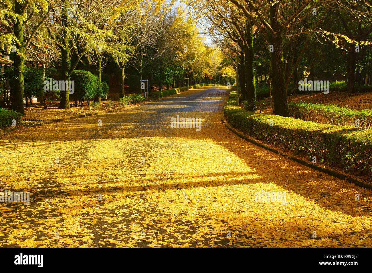 Viale alberato di Ginkgo Biloba Foto Stock
