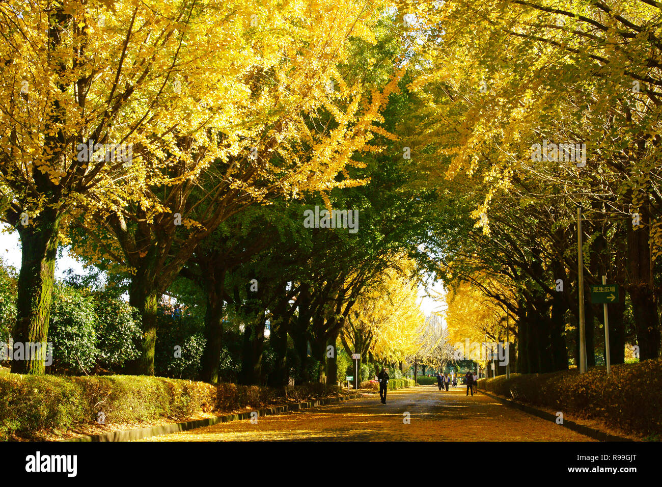 Viale alberato di Ginkgo Biloba Foto Stock