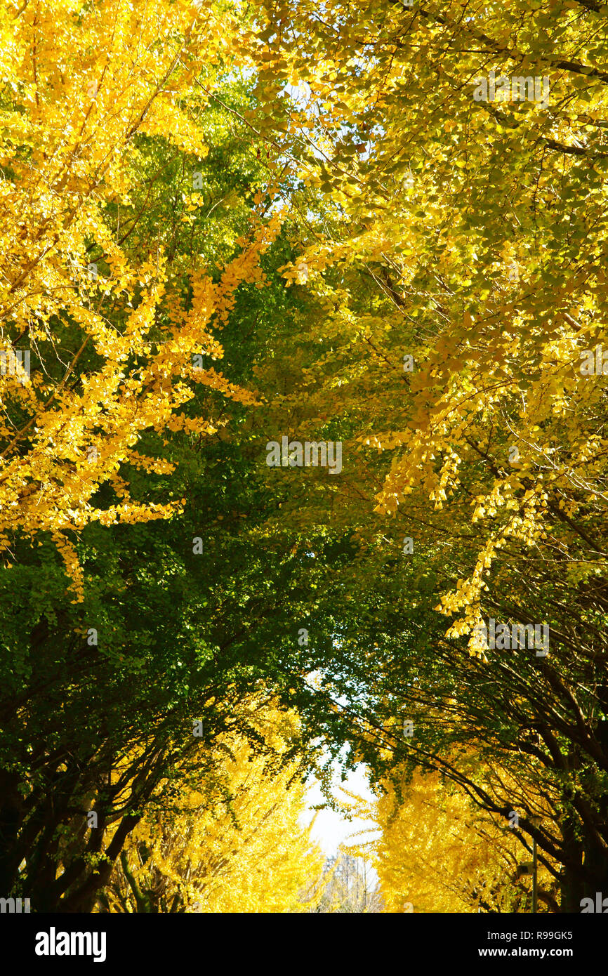 Viale alberato di Ginkgo Biloba Foto Stock