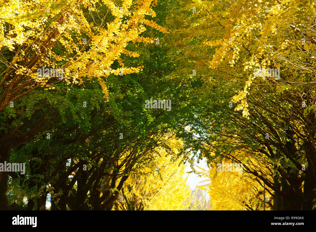 Viale alberato di Ginkgo Biloba Foto Stock