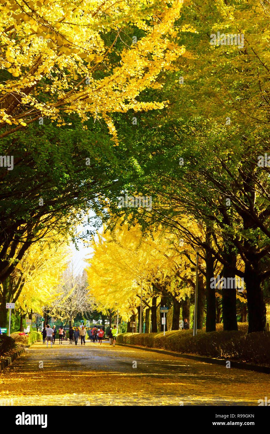 Viale alberato di Ginkgo Biloba Foto Stock