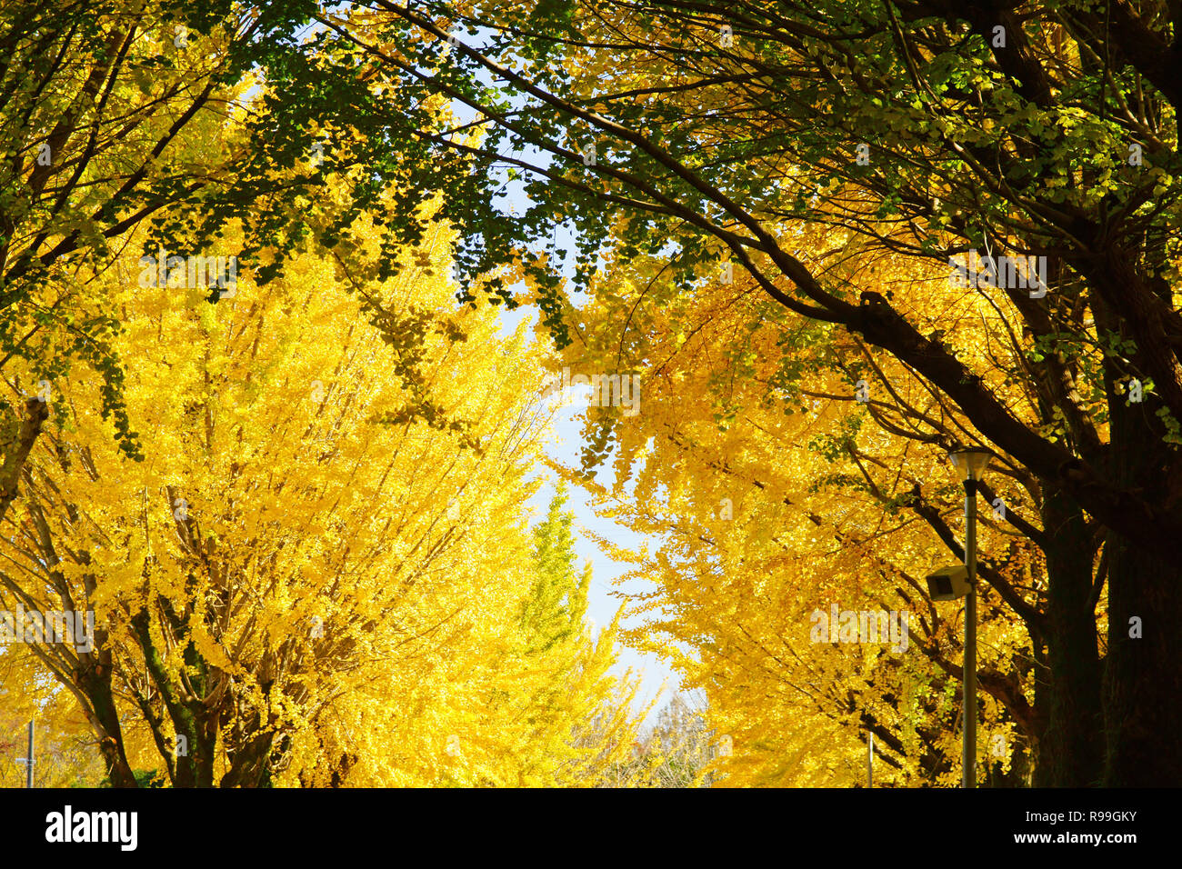 Viale alberato di Ginkgo Biloba Foto Stock