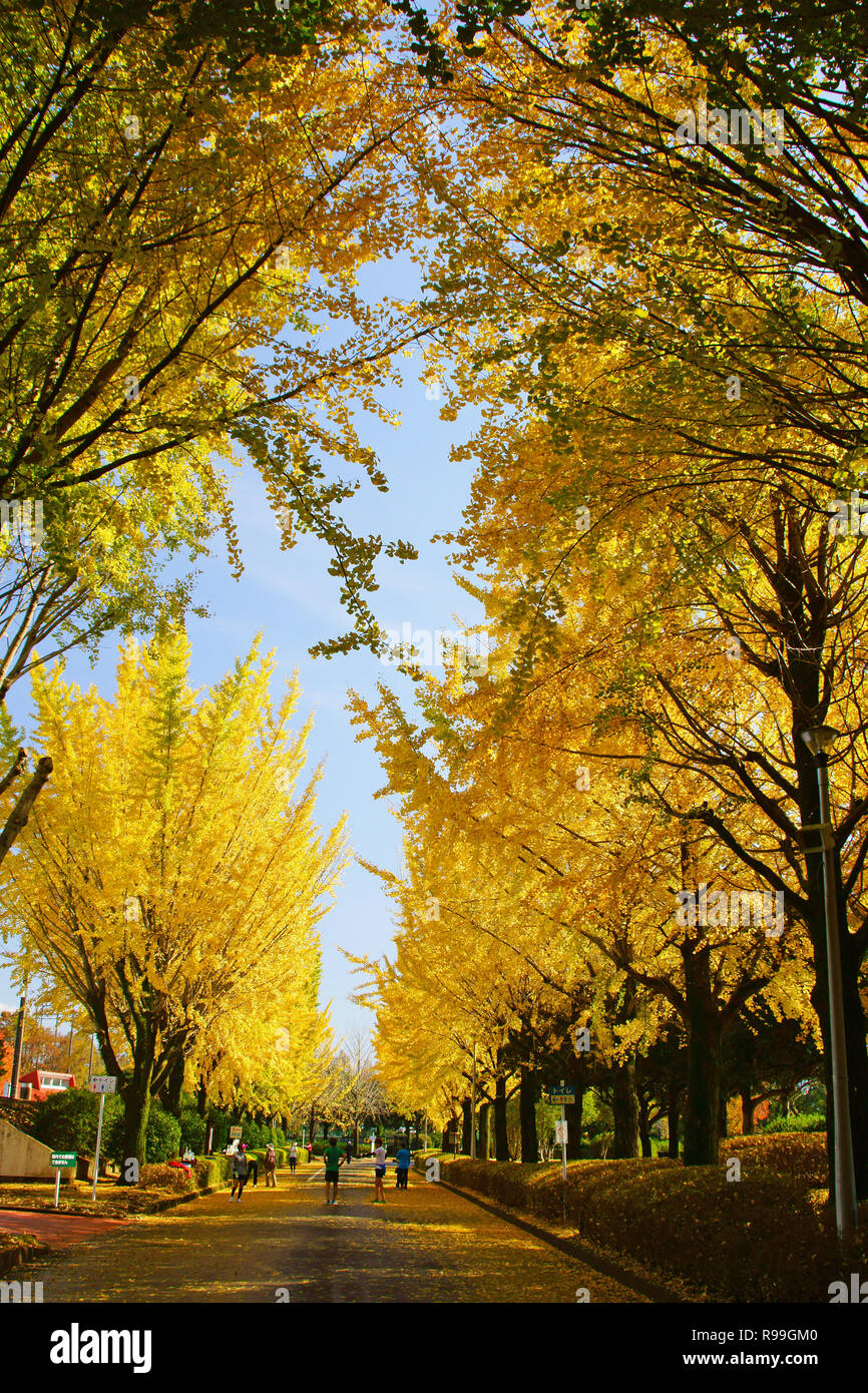 Viale alberato di Ginkgo Biloba Foto Stock