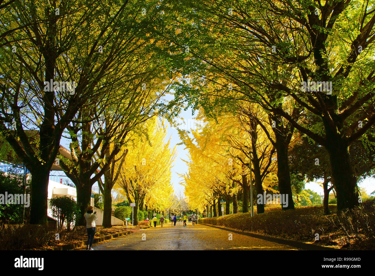 Viale alberato di Ginkgo Biloba Foto Stock