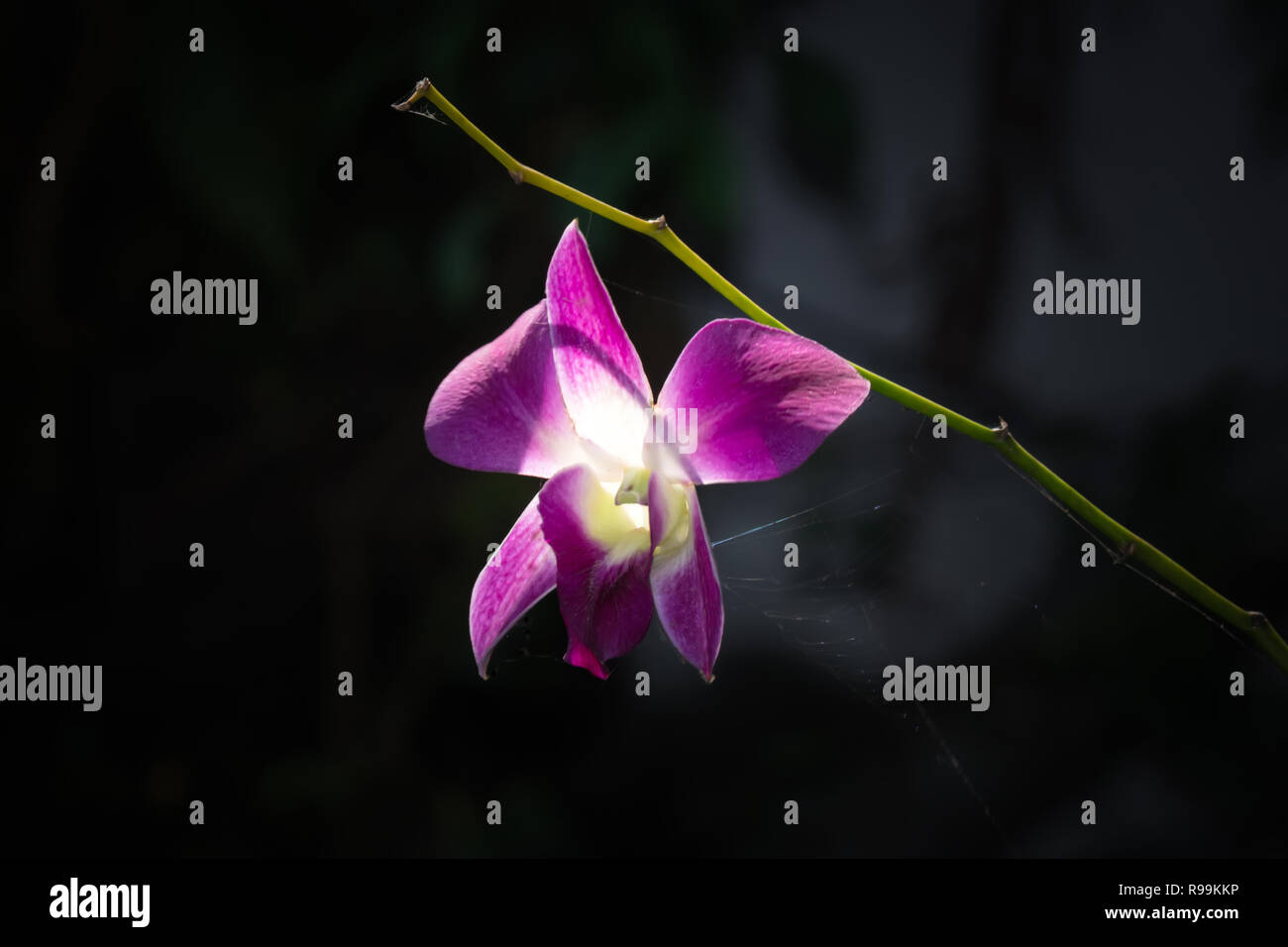 Close up di splendide orchidee in giardino Foto Stock