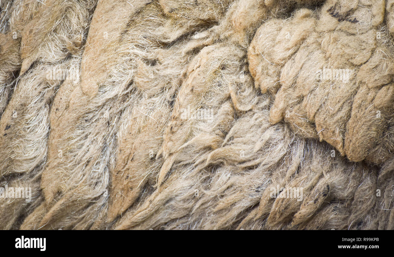 La pelliccia di pecora lana / texture astratta tessitura di lana close up di lana reale sullo sfondo di pecora Foto Stock