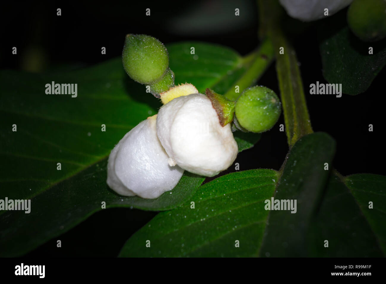 Psidium guajava/ guaiava fiore su albero in giardino Foto Stock