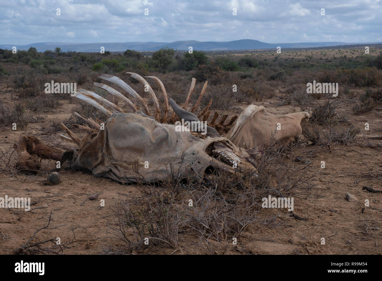 Eland carcassa nel veld Foto Stock