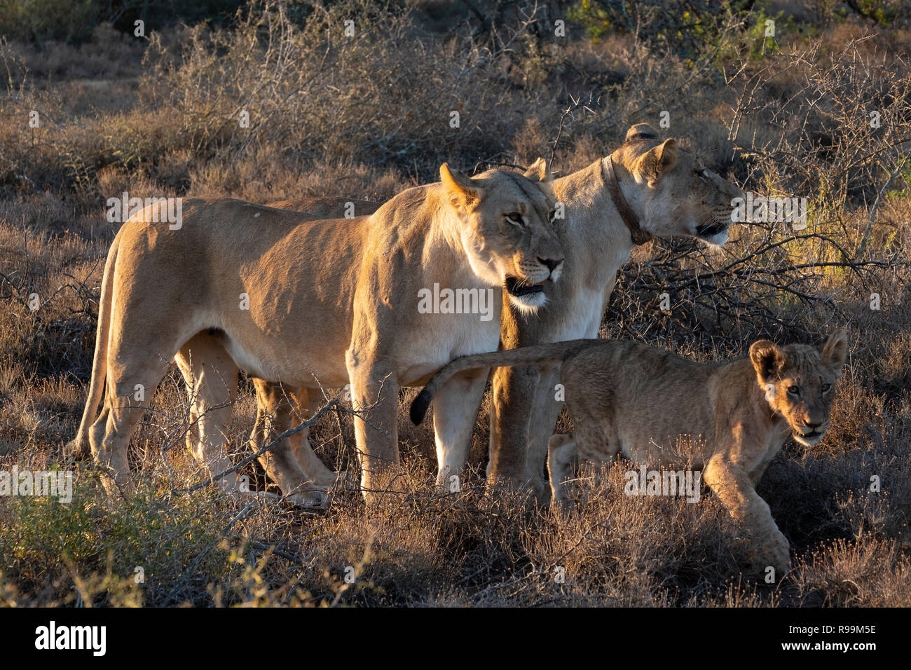 in movimento Foto Stock