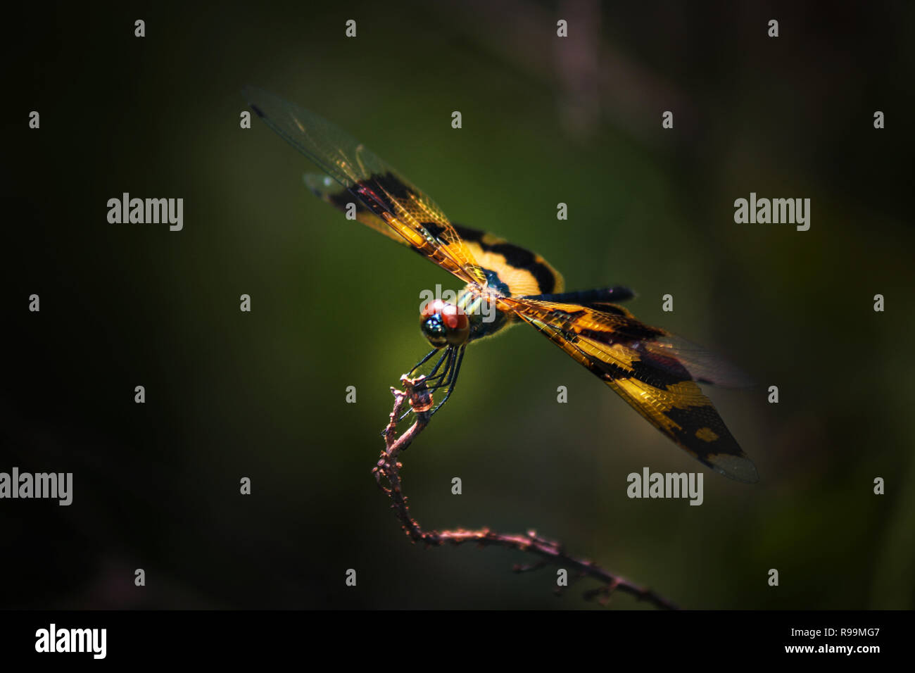 Close up di bella libellula in giardino! Foto Stock