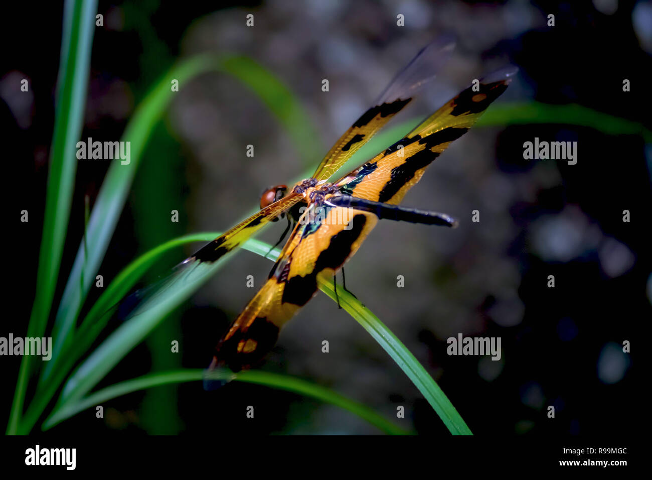 Close up di bella libellula in giardino! Foto Stock