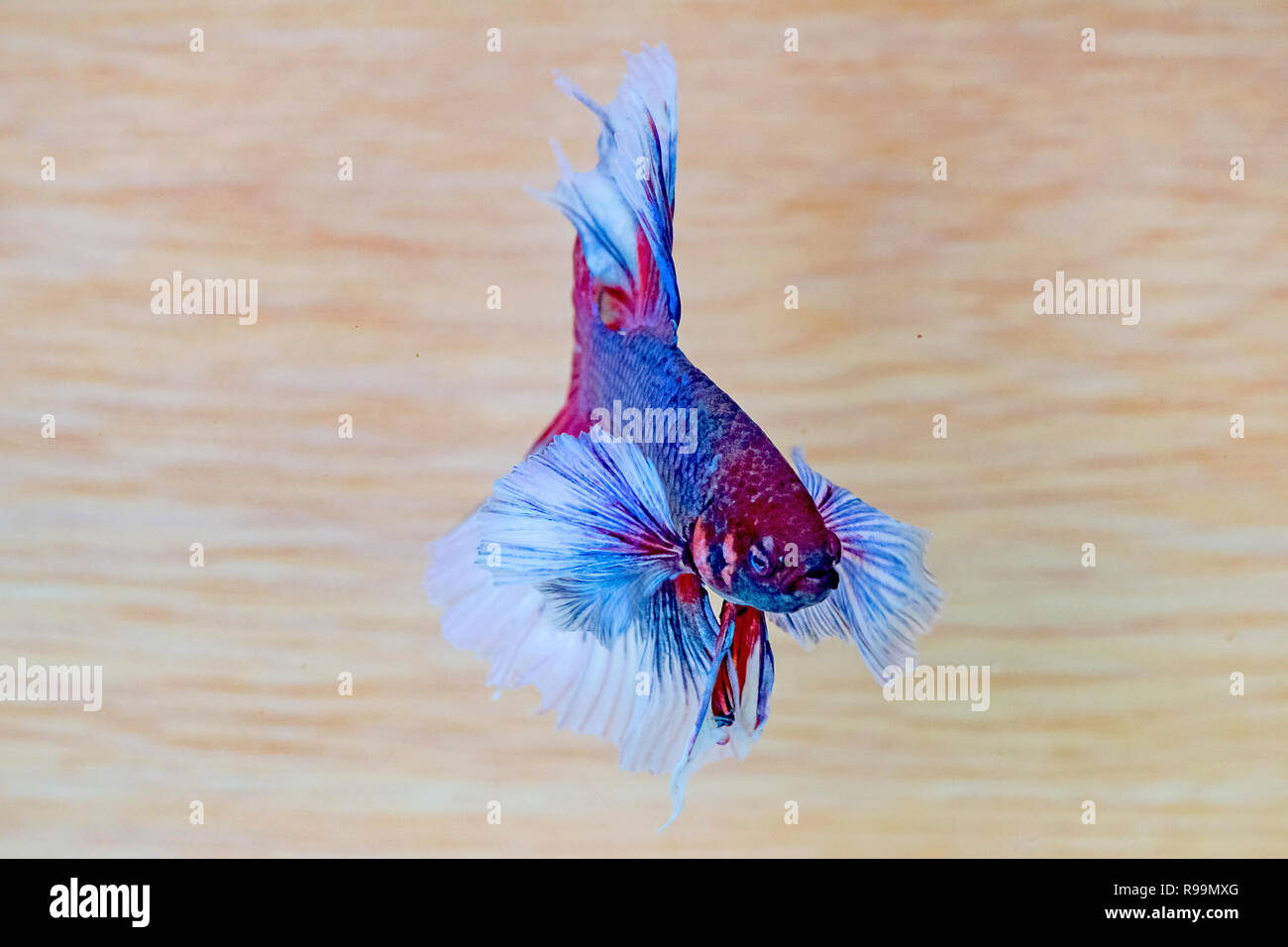 Lotta contro la pesca in acqua! Foto Stock