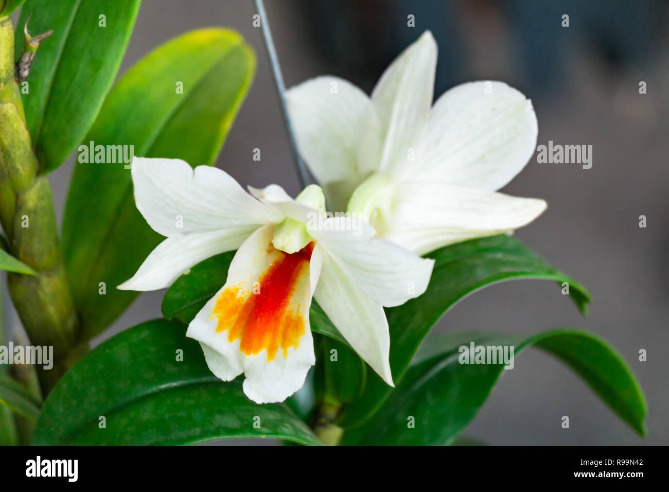 Vicino la bellissima orchidea cattleya in giardino Foto Stock