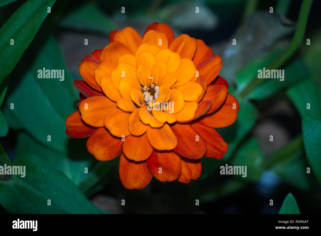 Close up di un bel colore arancione zinnia fiore in giardino Foto Stock