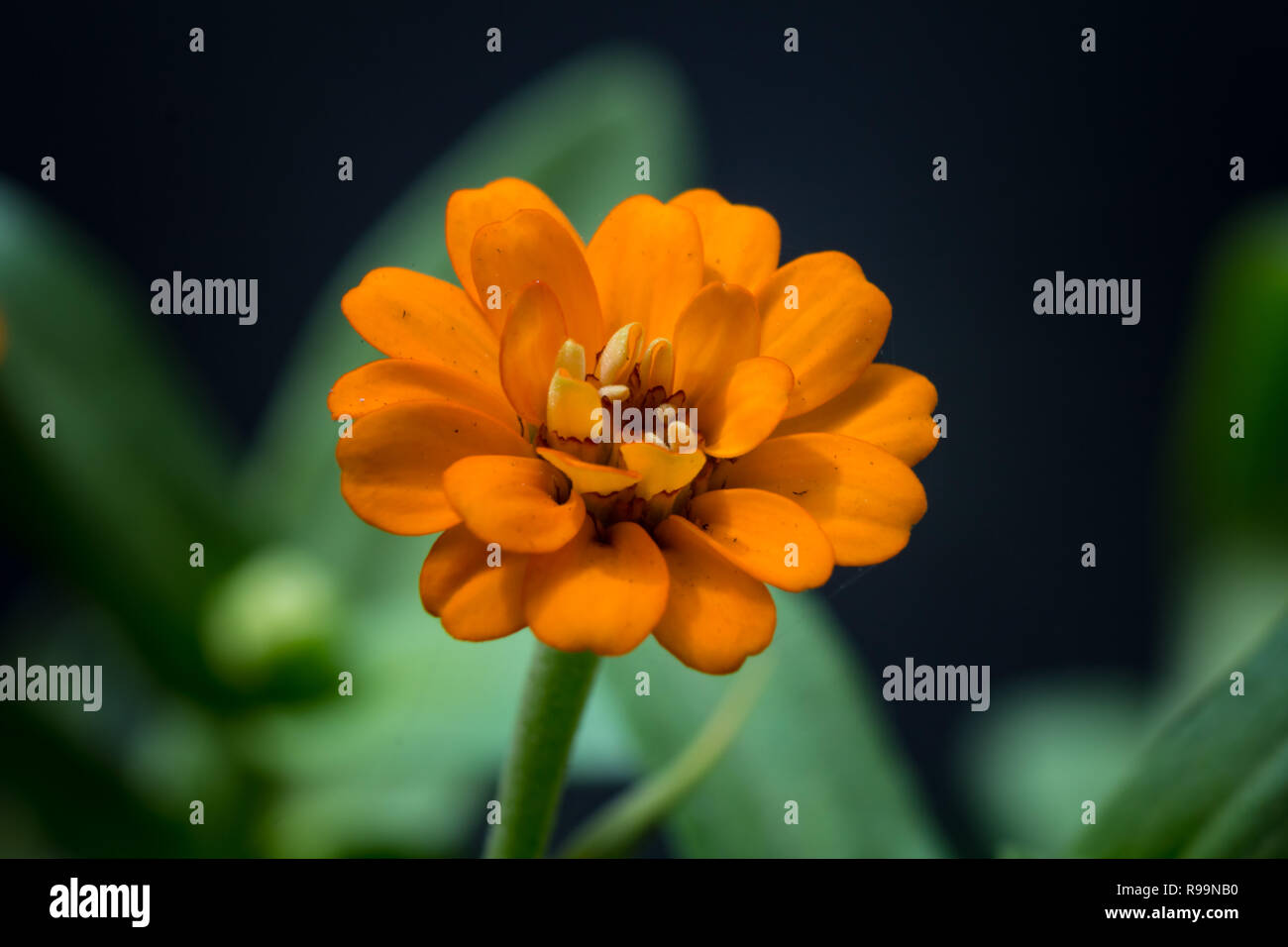 Close up di un bel colore arancione zinnia fiore in giardino Foto Stock