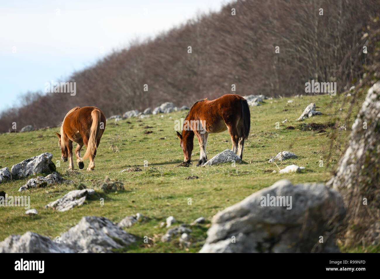 Vista ravvicinata di due bellissimi cavalli marrone che lambisce libera sulle colline italiane. Foto Stock