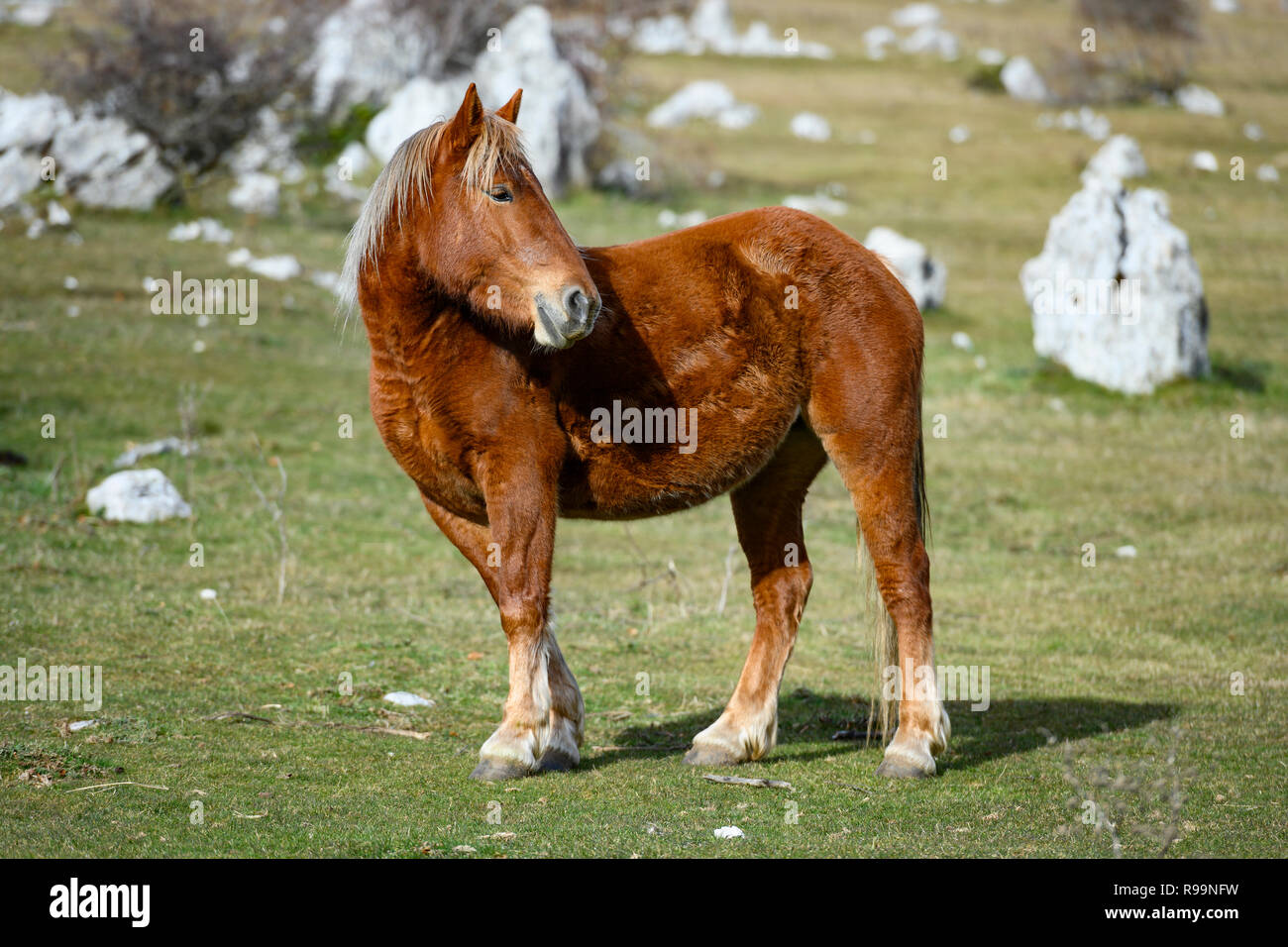 Vista ravvicinata di un bel cavallo marrone che lambisce libera sulle colline italiane. Foto Stock
