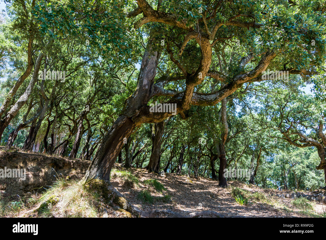 Sbucciate le querce da sughero albero, foresta in Portogallo Foto Stock