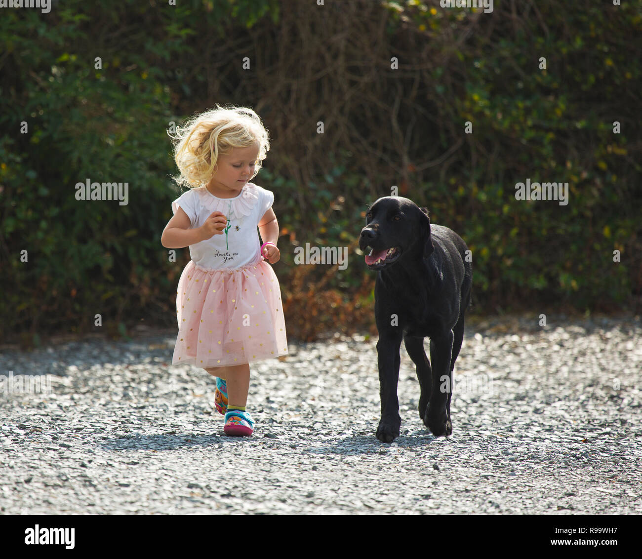 Una bimba bionda che corre lungo accanto a un labrador nero Foto Stock
