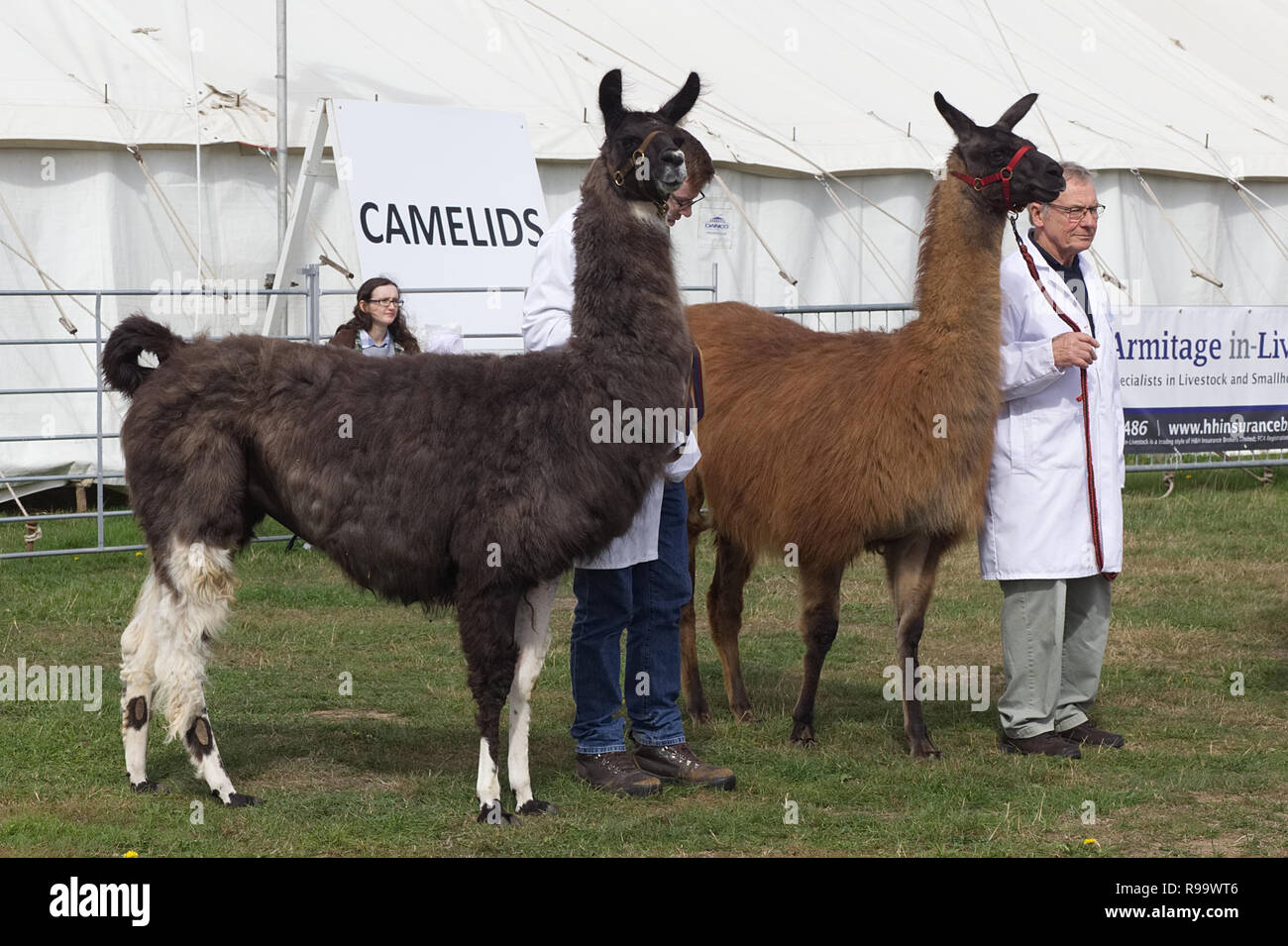 Llamas e gestori di eventi in un anello di mostra Foto Stock