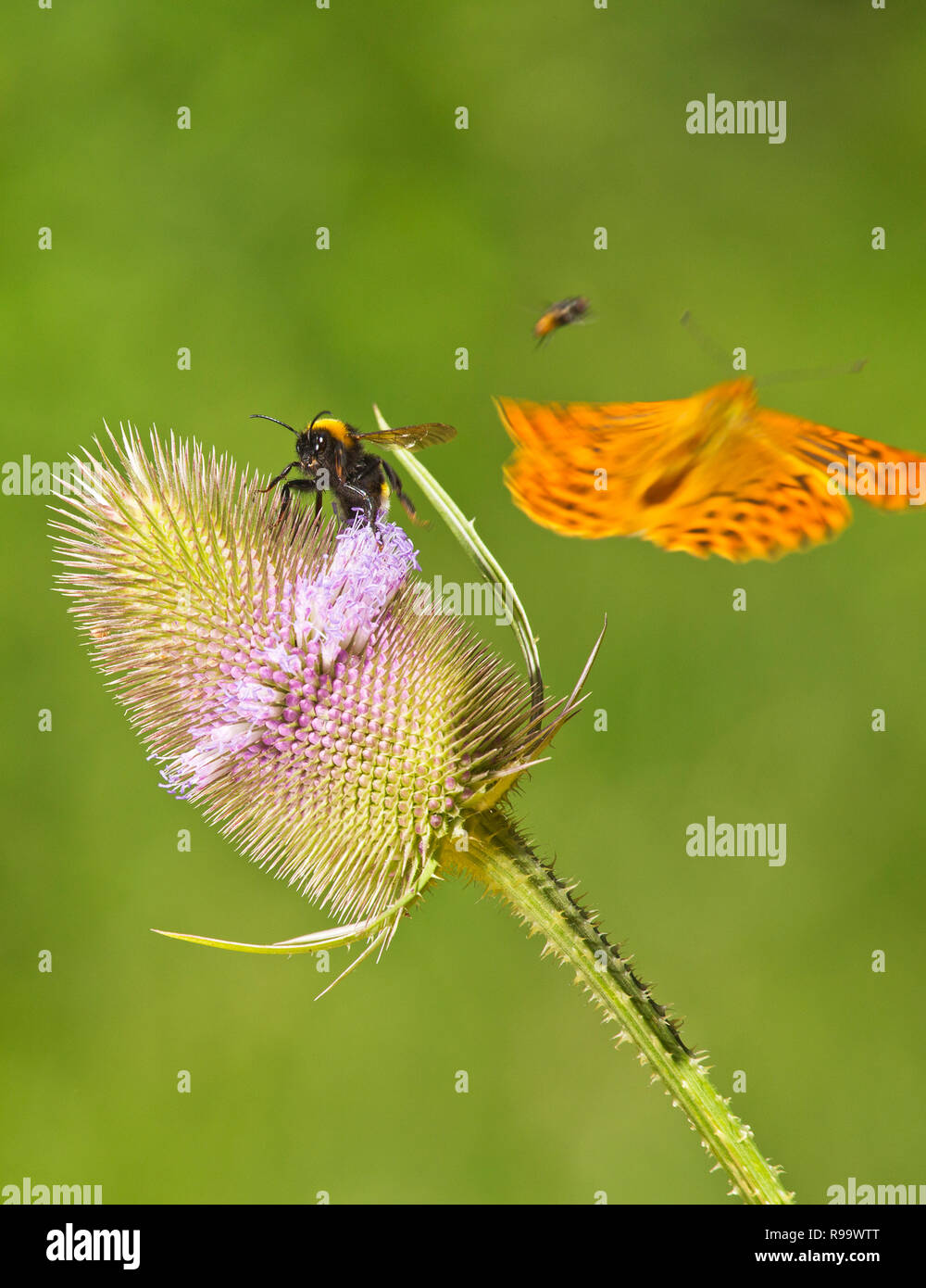 Un fritillary butterfiy atterraggio su teasel Foto Stock