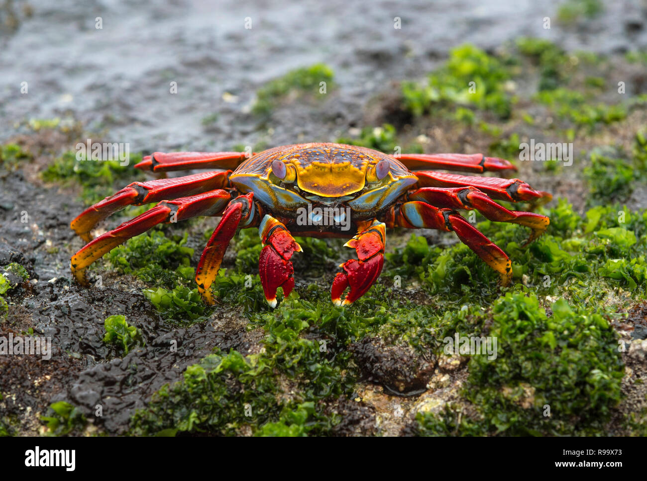 Sally Lightfoot Crab (Grapsus grapsus), i granchi di palude (Famiglia Grapsidae), isola Floreana, Isole Galapagos, Ecuador Foto Stock