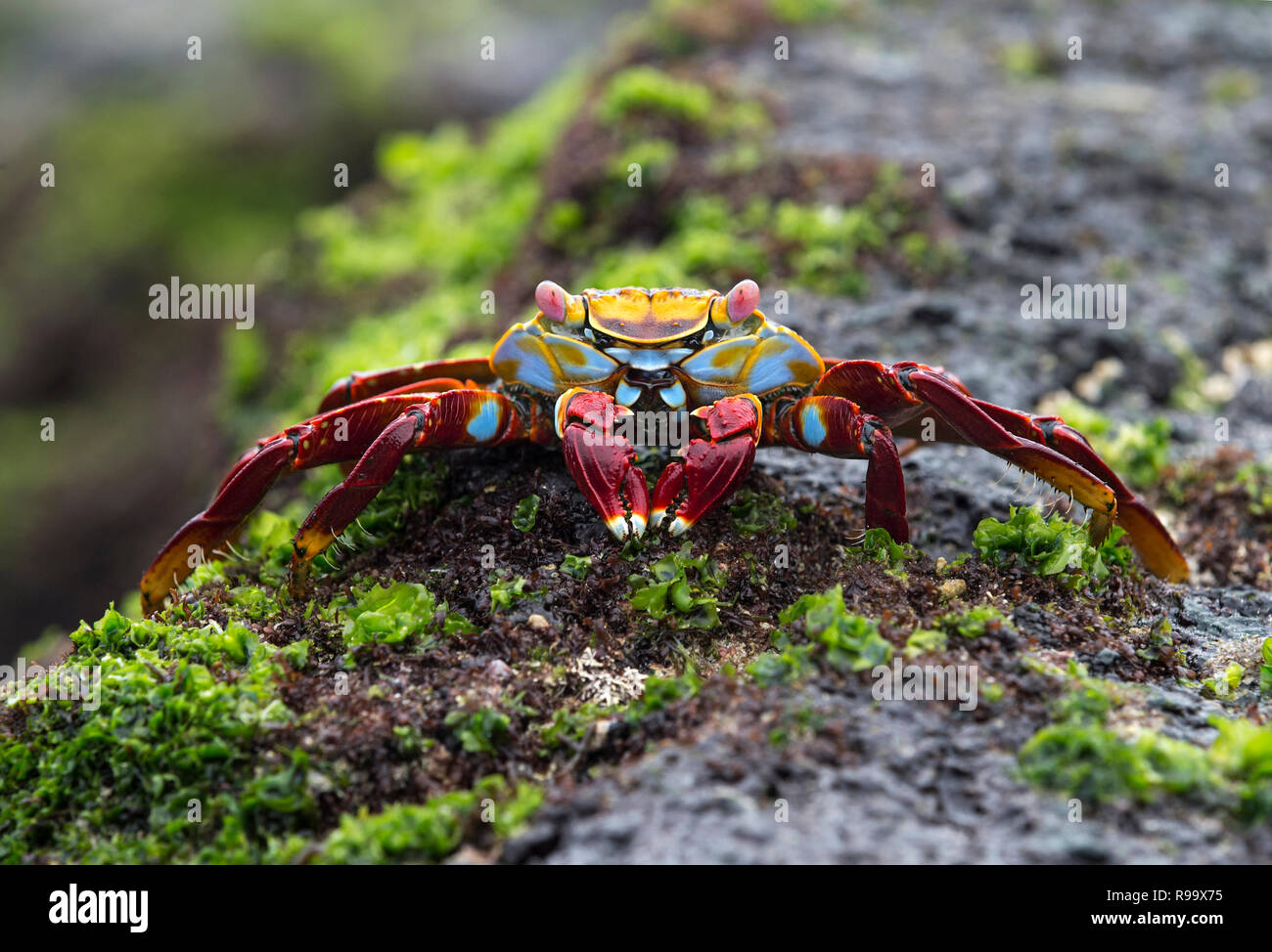 Sally Lightfoot Crab (Grapsus grapsus), i granchi di palude (Famiglia Grapsidae), isola Floreana, Isole Galapagos, Ecuador Foto Stock