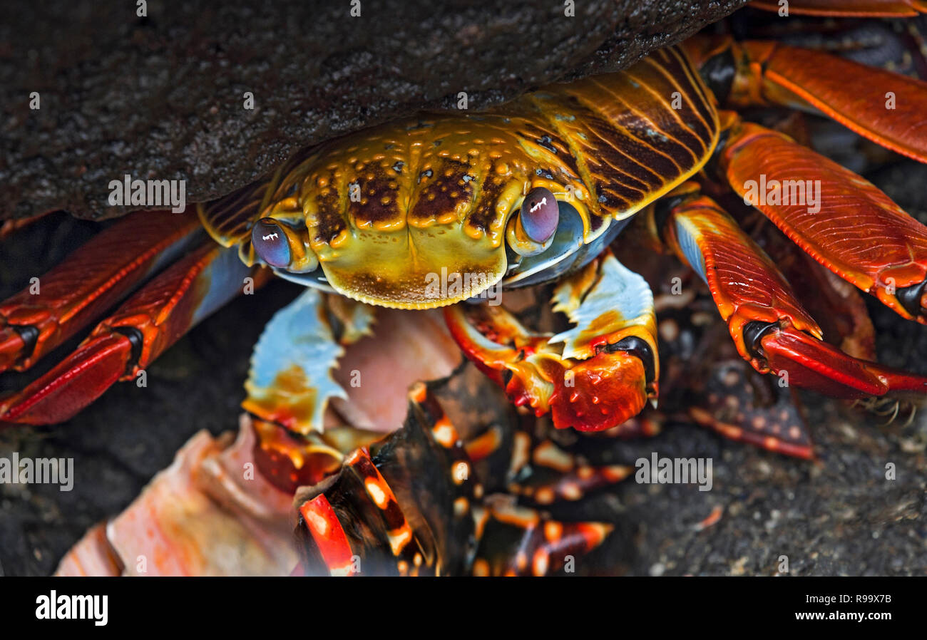 Sally Lightfoot Crab (Grapsus grapsus) uncder nasconde una pietra, Marsh granchi (Famiglia Grapsidae), isola Floreana, Isole Galapagos, Ecuador Foto Stock