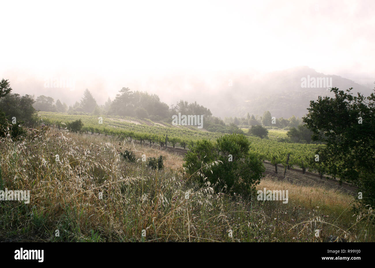 Vista la mattina dei campi Foto Stock